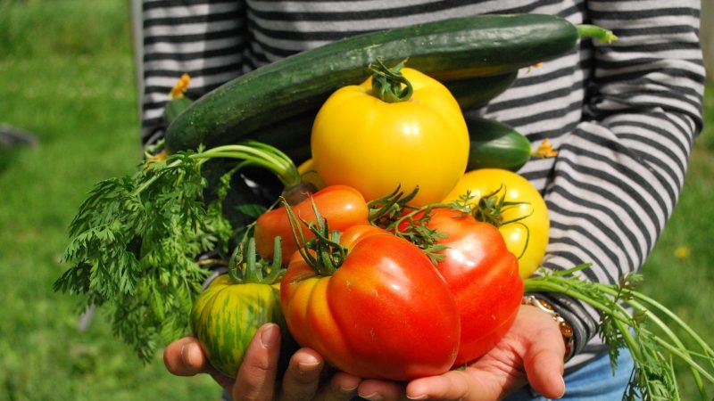 Comment commencer un jardin potager