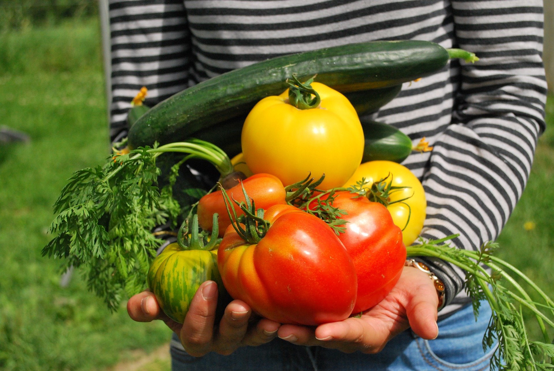 Comment commencer un jardin potager