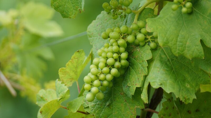 vin blanc sec