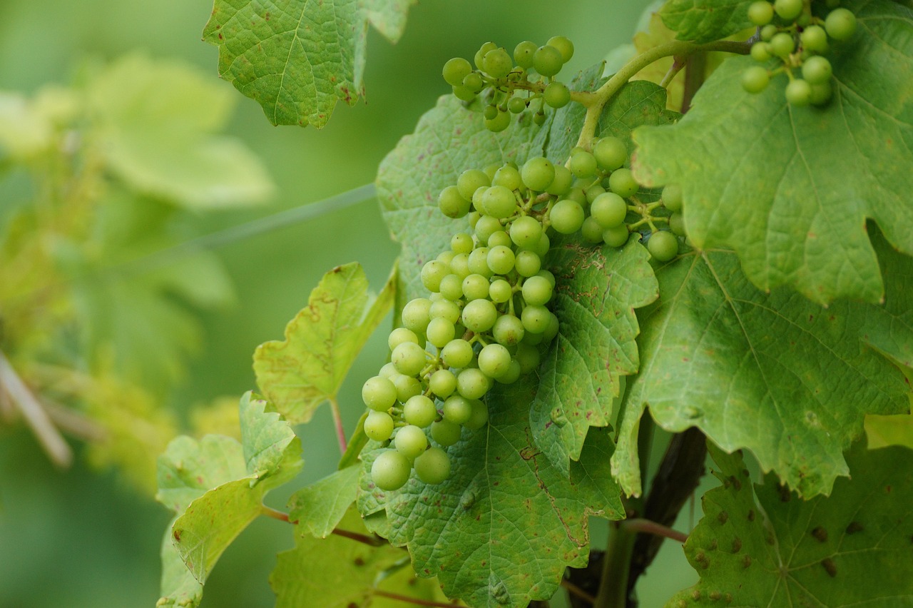 Les secrets d’un vin blanc sec : étonnez vos papilles avec chaque gorgée